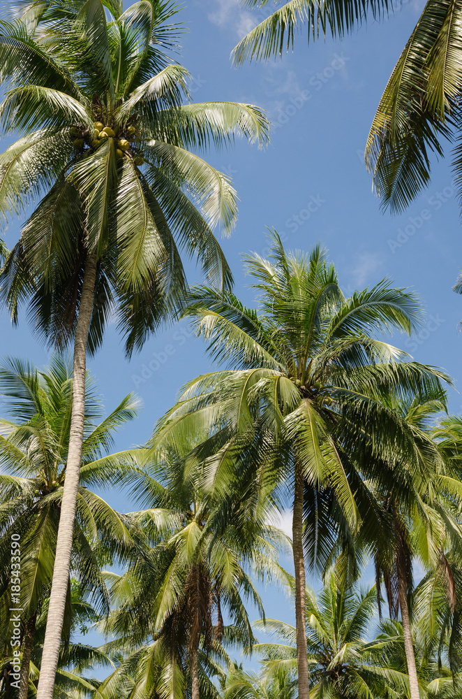 Fototapeta premium Coconut Tree In Sunlight.