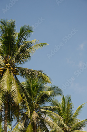 Coconut Tree In Sunlight.