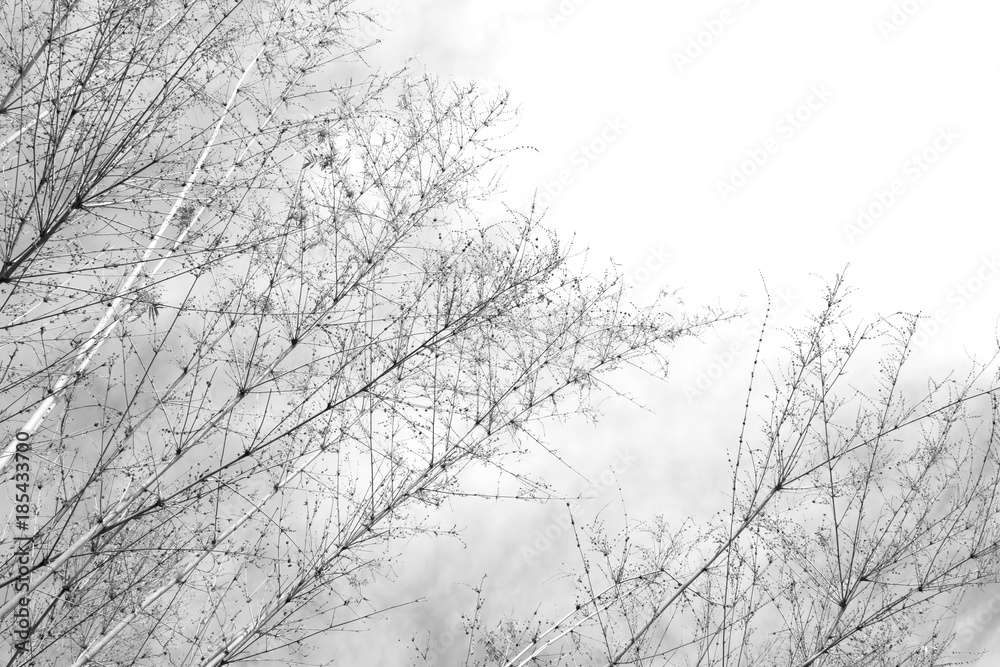 Bamboo tree with leaves on sky with clouds background Bamboo tree with leaves on sky with clouds background