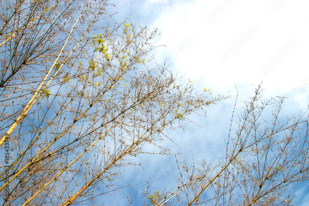 Bamboo tree with leaves on sky with clouds background Bamboo tree with leaves on sky with clouds background