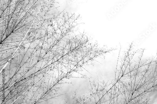 Bamboo tree with leaves on sky with clouds background