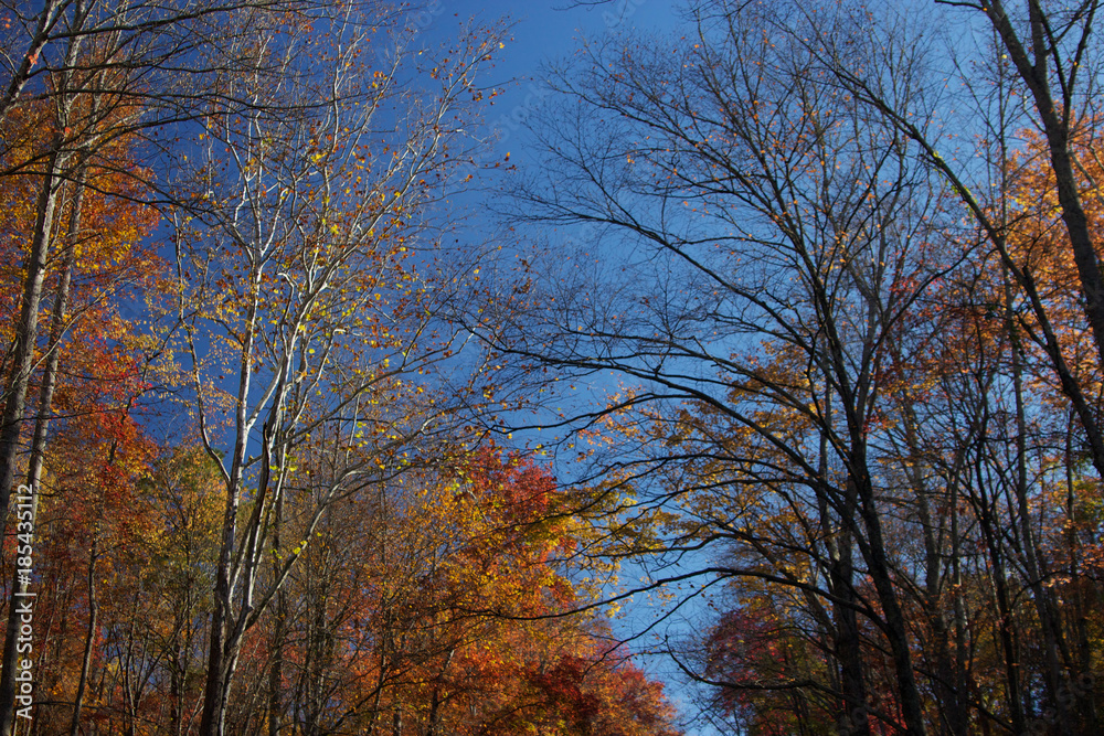 Autumn nature