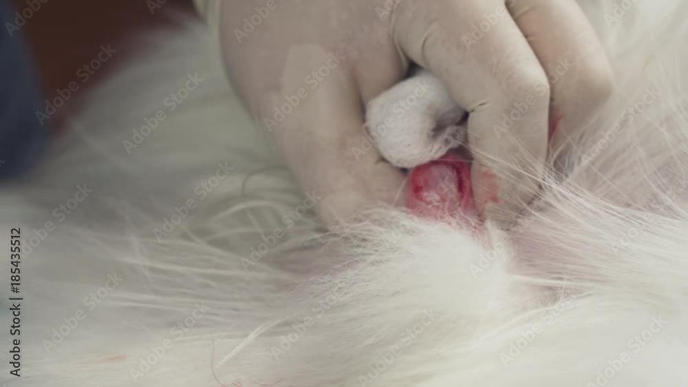 Operation on castration of dog close-up stock footage video Operation on castration of dog close-up stock footage video
