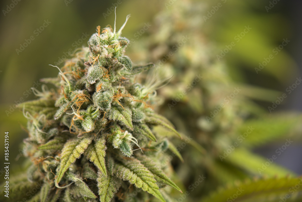 cannabis cola (Thousand Oaks marijuana strain) on late flowering stage cannabis cola (Thousand Oaks marijuana strain) on late flowering stage