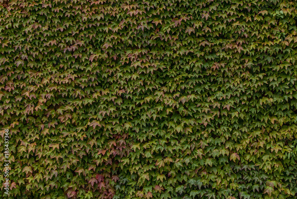 ivy texture for 3D