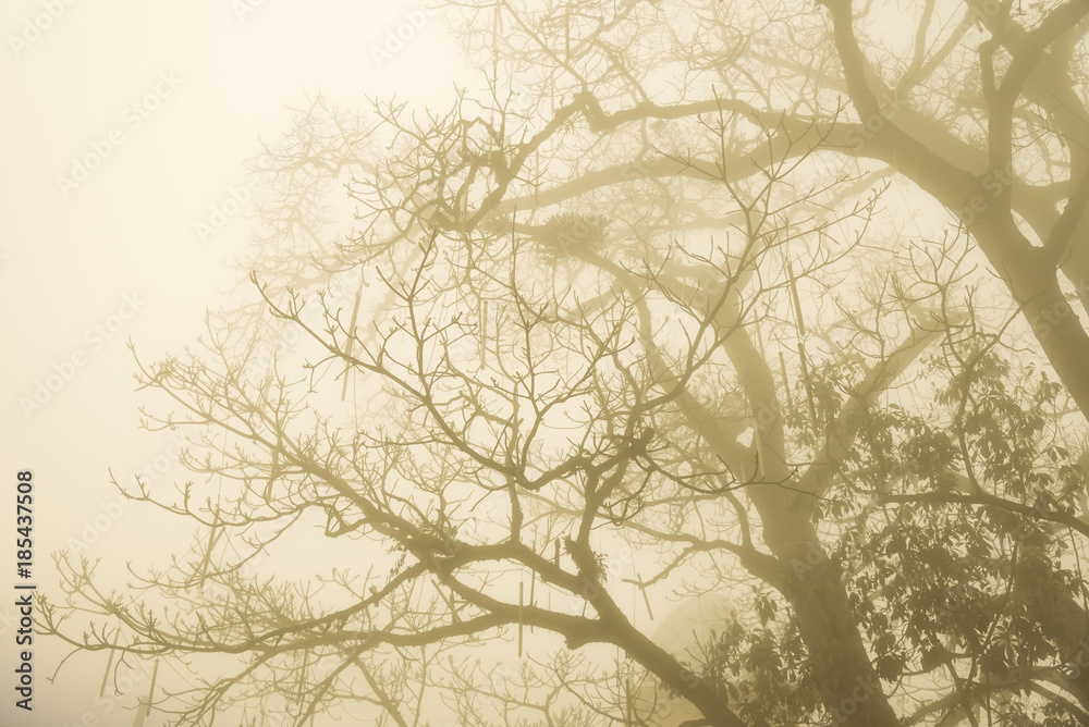 Obraz premium Trees in the Mist.