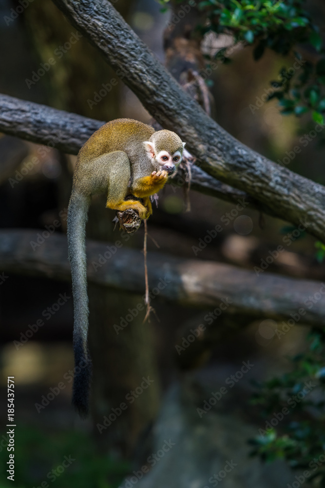 Squirrel monkeys are New World monkeys of the genus Saimiri. They are the only genus in the subfamily Saimirinae.