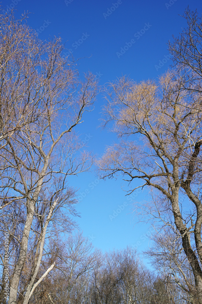 Winter tree without leaves under blue sky Winter tree without leaves under blue sky