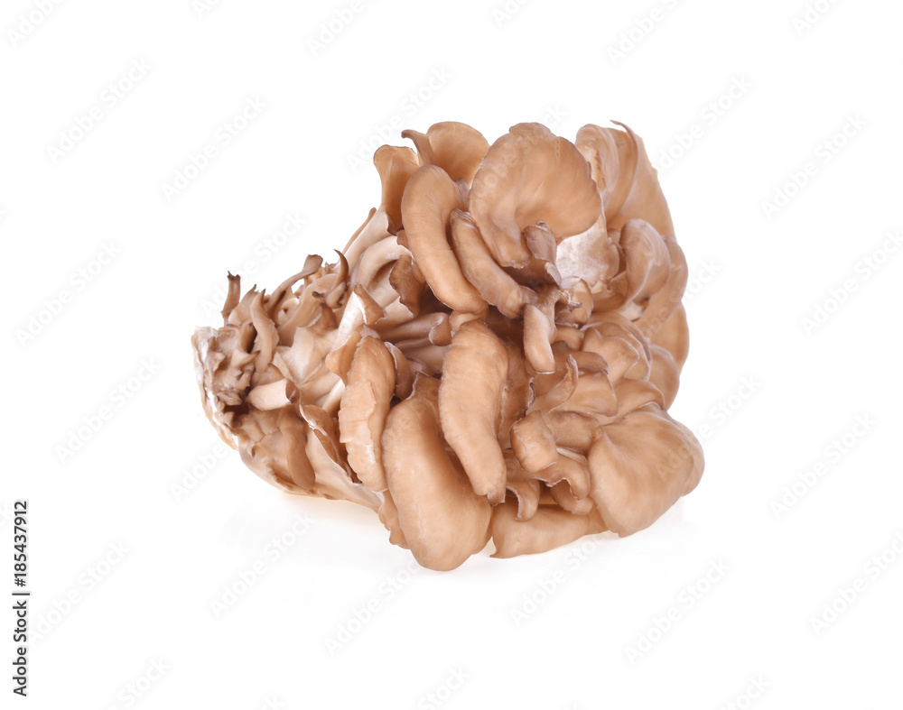 maitake mushrooms on white background maitake mushrooms on white background