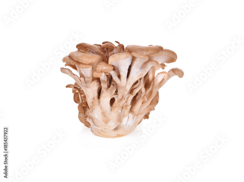 maitake mushrooms on white background photo