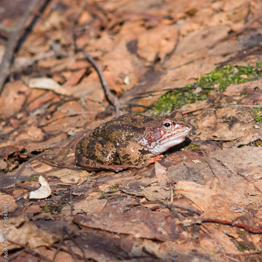 European grass frog or Rana temporaria male in breeding colors on old leaves close-up portrait, selective focus European grass frog or Rana temporaria male in breeding colors on old leaves close-up portrait, selective focus