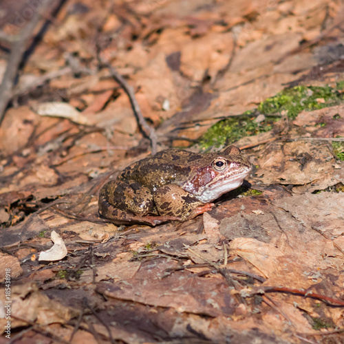 European grass frog or Rana temporaria male in breeding colors on old leaves close-up portrait  selective focus