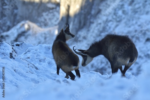 Chamois in winter season, Piatra Craiului National Park photo