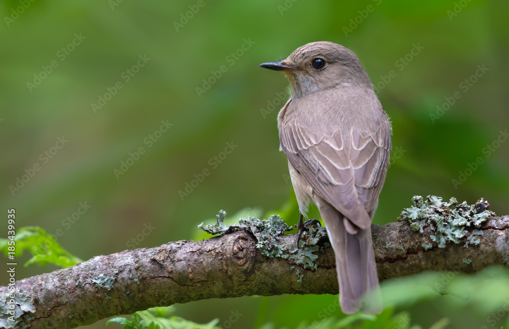Melancholy Spotted Flycatcher perched on old lichen branch back view Melancholy Spotted Flycatcher perched on old lichen branch back view
