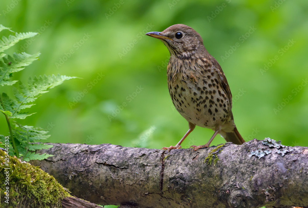 Young song thrush perched on big branch in spring forest Young song thrush perched on big branch in spring forest