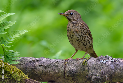 Young song thrush perched on big branch in spring forest