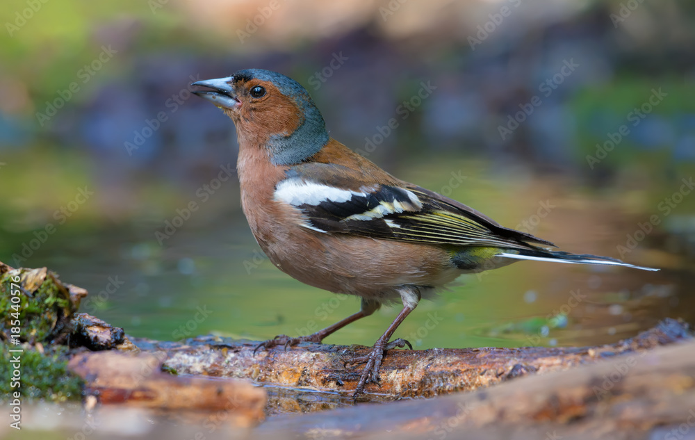 Fototapeta premium Male Chaffinch stands on a branch in a water pond