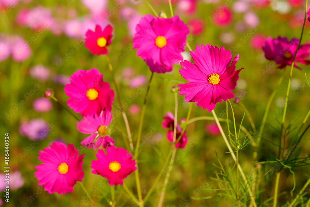 many of  cosmos flower in garden with soft focus background