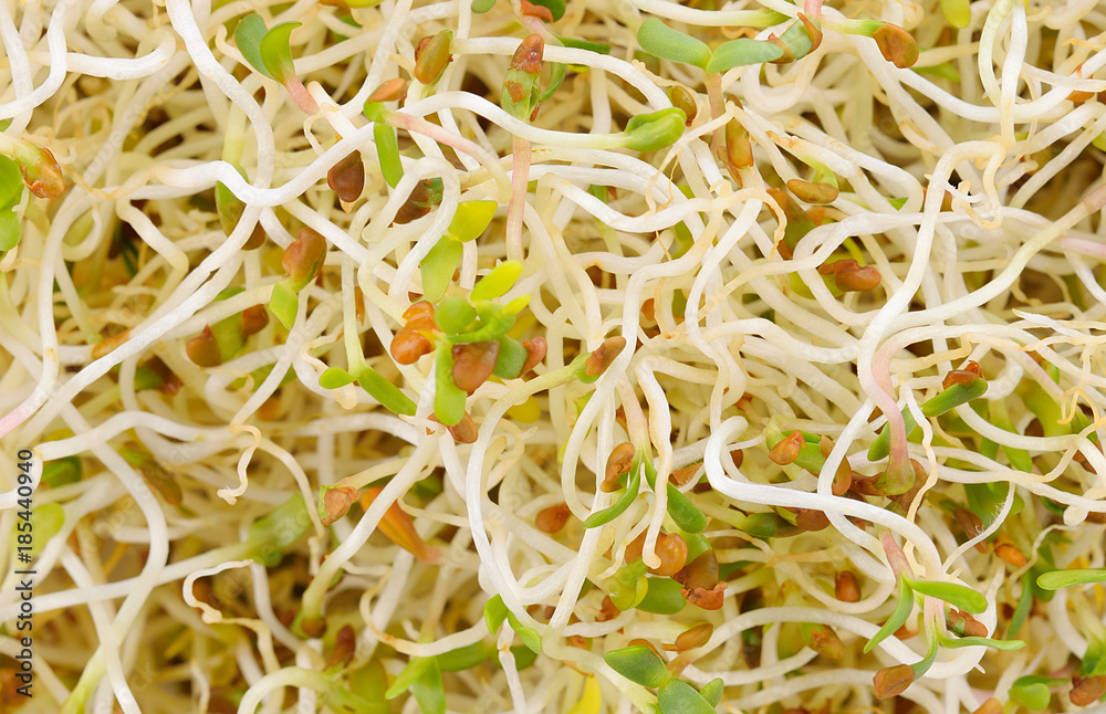 Fresh alfalfa sprouts and cress isolated on white background
