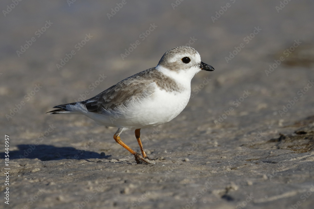 Piping Plover in non-breeding plumage foraging on a mud flat - Pinellas County, Florida Piping Plover in non-breeding plumage foraging on a mud flat - Pinellas County, Florida