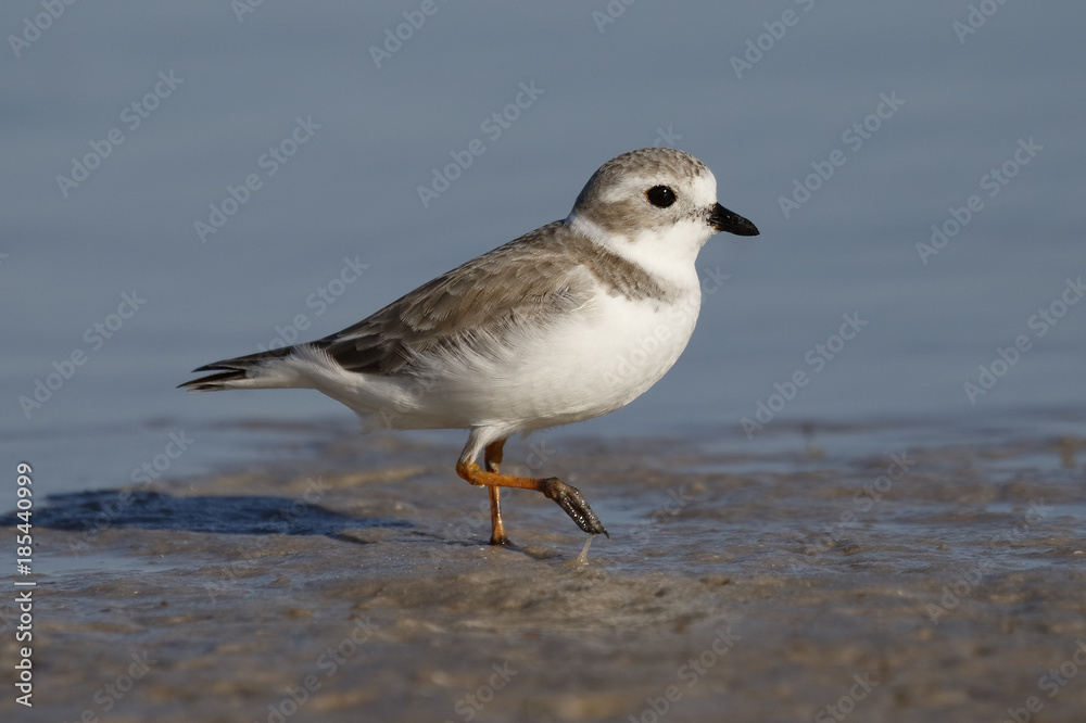 Piping Plover in non-breeding plumage foraging on a mud flat - Pinellas County, Florida Piping Plover in non-breeding plumage foraging on a mud flat - Pinellas County, Florida