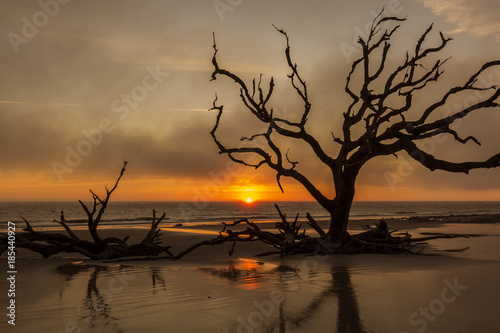 Driftwood and dead tree on a beach at sunrise - Jekyll Island, Georgia