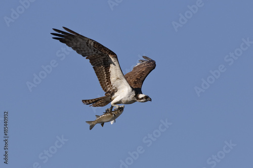 Osprey flying with a freshly caught fish - Cedar Key, Florida