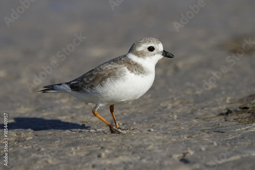 Piping Plover in non-breeding plumage foraging on a mud flat - Pinellas County, Florida