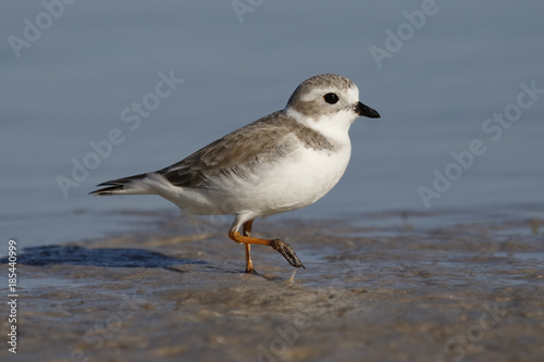 Piping Plover in non-breeding plumage foraging on a mud flat - Pinellas County  Florida