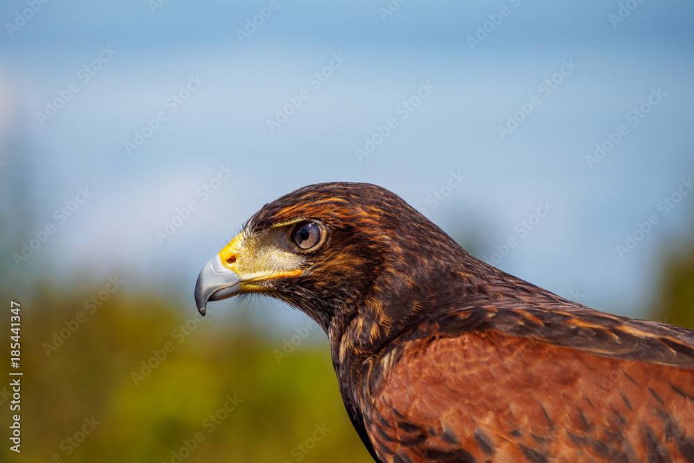 close up portrait of brown hawk with creamy background close up portrait of brown hawk with creamy background