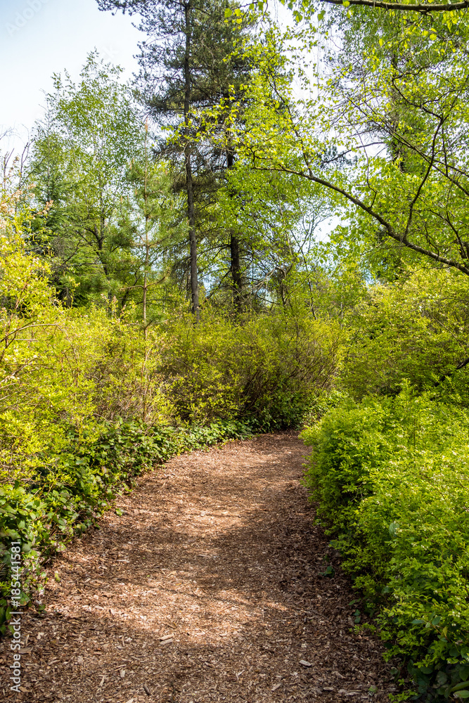 wood chip filled path inside forest under the sun wood chip filled path inside forest under the sun
