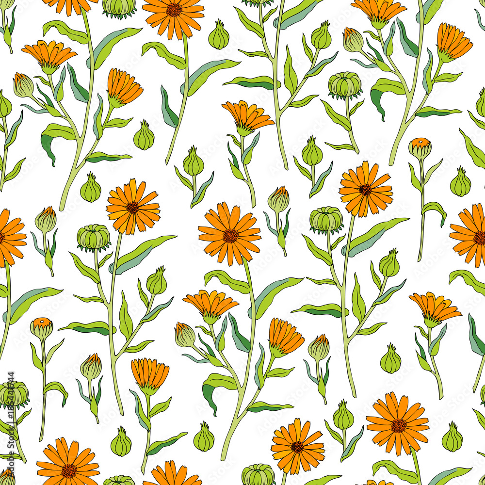 Seamless floral pattern Calendula officinalis flower isolated on white background, botanical hand drawn vector illustration marigold for design package tea, cosmetic, greeting card, wedding invitation Seamless floral pattern Calendula officinalis flower isolated on white background, botanical hand drawn vector illustration marigold for design package tea, cosmetic, greeting card, wedding invitation