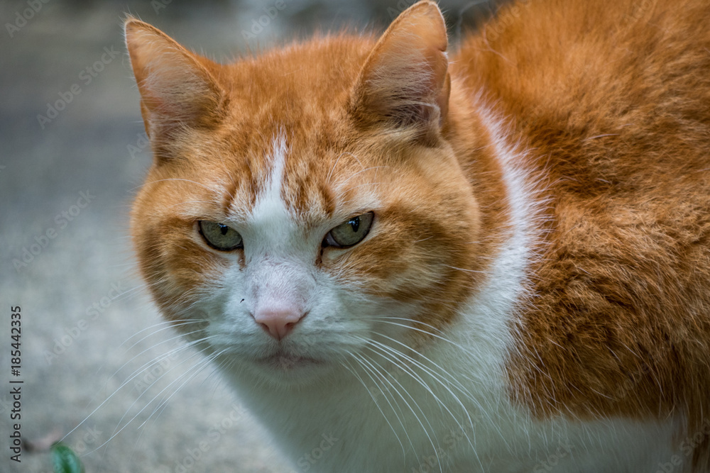 close up of orange cat with funny look on its face.