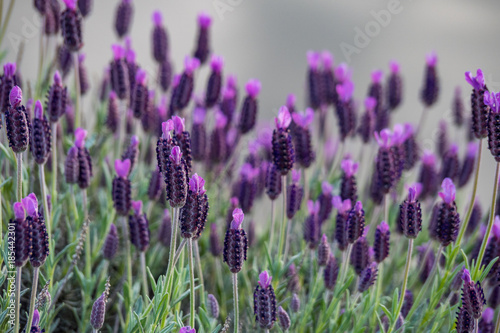 Fototapeta Naklejka Na Ścianę i Meble -  beautiful purple Lavender field near the river