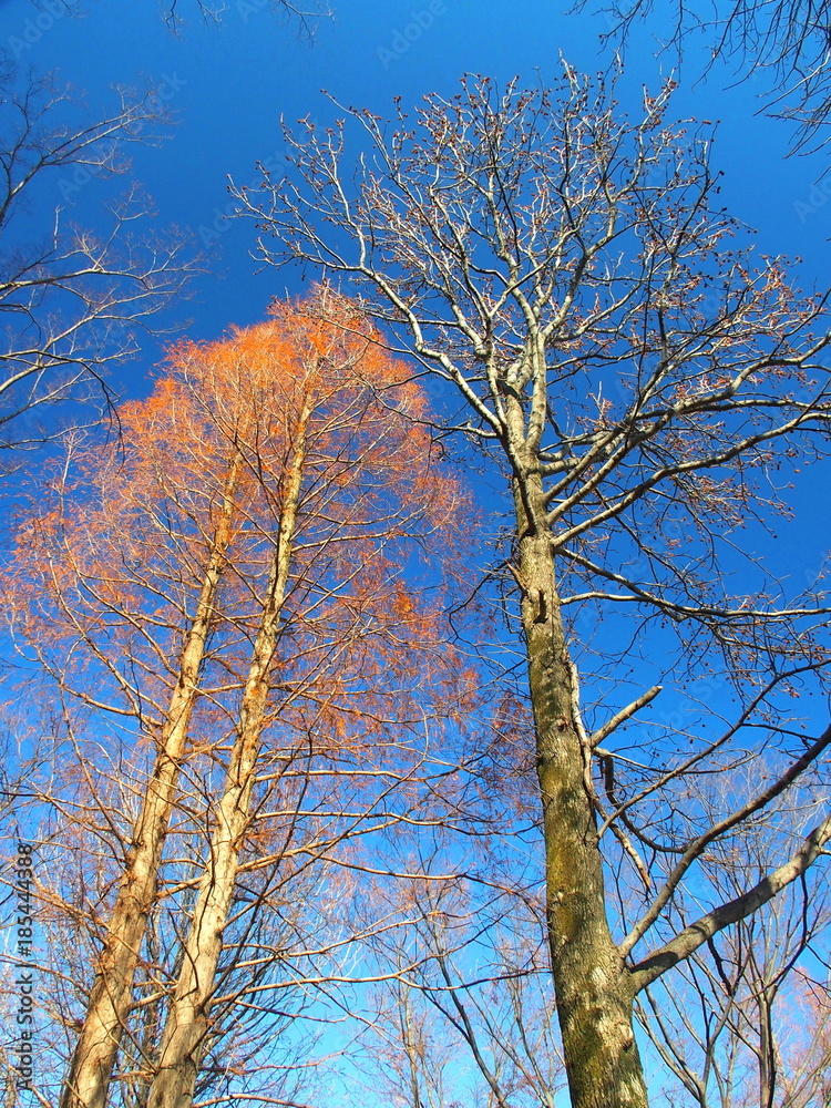 Obraz premium 冬の公園の木々