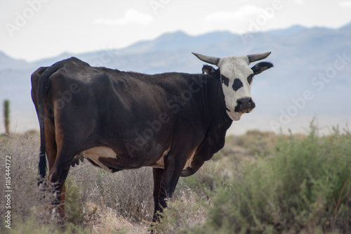 Vaca Estados Unidos