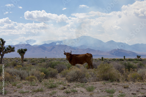 Toro Estados Unidos 3