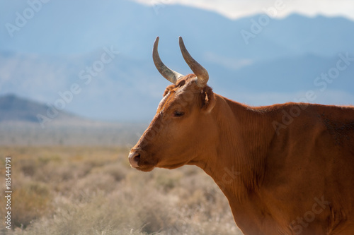 Toro Estados Unidos 2