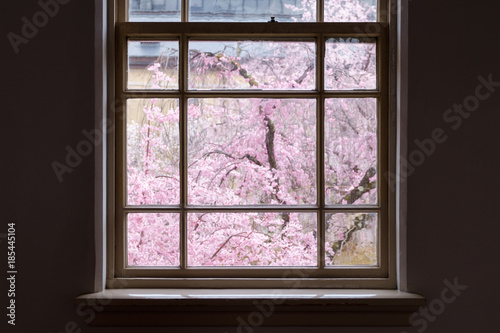 窓から 桜