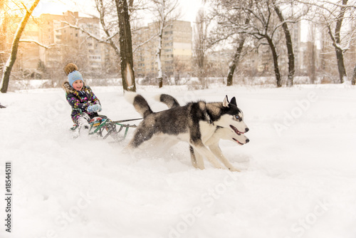 Adorable little girl having a cuddle with husky sled dog in Lapland Finland. Two Huskies ride a child on a sled in winter