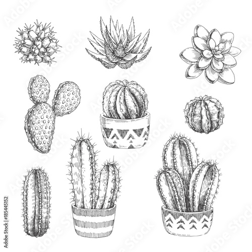 Vector set of houseplants. Vintage hand drawn illustrations with cactus and succulents in engraving style. Sketches of floral objects isolated on white for design