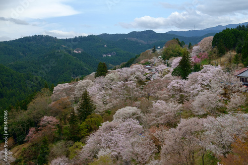 奈良　吉野　桜