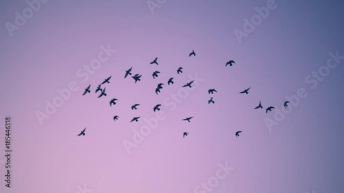 Flock of birds flying over sunset sky background. Slow motion.