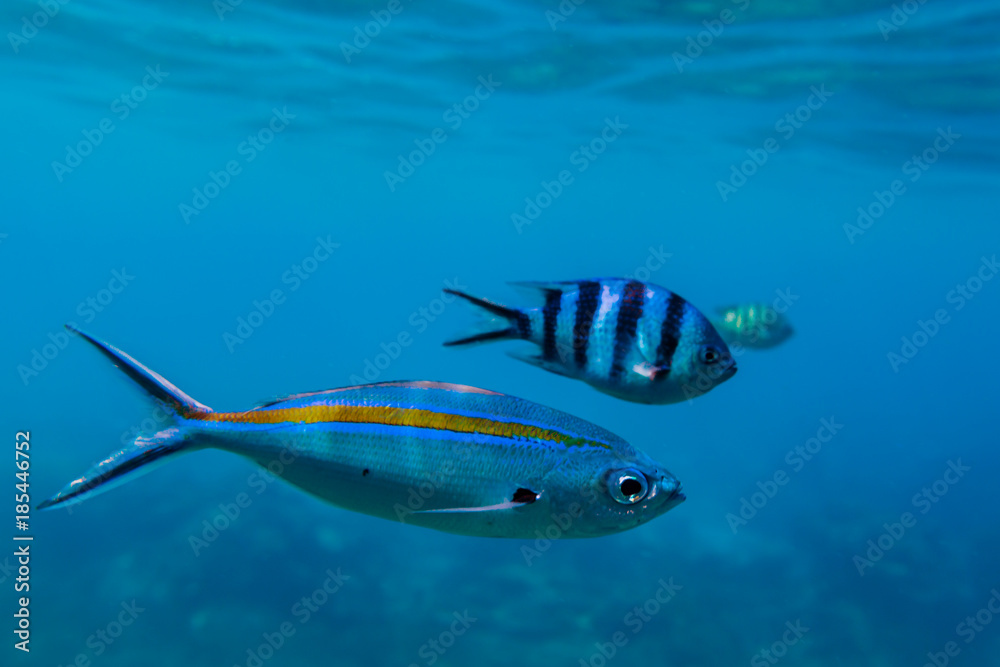 Naklejka premium Three different tropical fishes swim in a row through deep blue sea near Redang island, Malaysia