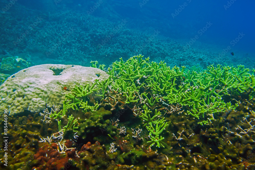 Thickets of green coral in lagoon of South China sea near Redang island, Malaysia