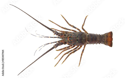 Fresh spiny lobster isolated on white