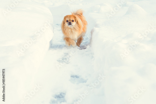 Senior pekingese dog in the snow wearing playing in the park on the snow. Winter time. dog in good mood on a walk  © T.Den_Team