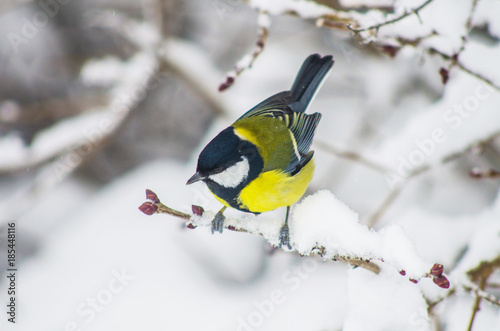 Titmouse sits on snow-covered branches in the park