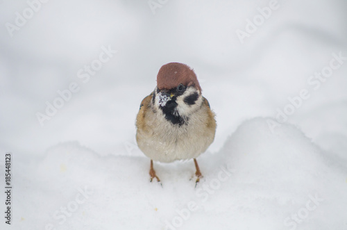 Sparrow sits on the snow