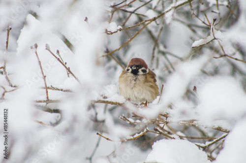 Sparrow sits on snow-covered branches in the park